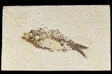 Bargain, 4.2" Fossil Fish (Knightia) - Wyoming - #186422-1